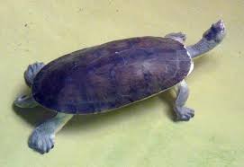 Elseya Branderhorsti Turtles For Sale, Elseya Branderhorsti Turtles For Sale Cheap, Elseya Branderhorsti Turtles Foe Sale Near Me